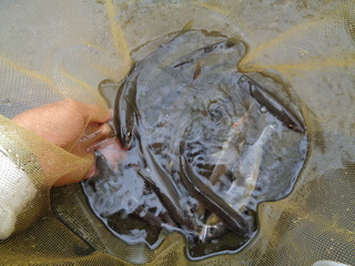 DSC00794.JPG