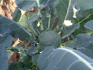 DSC00947.JPG