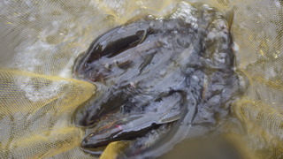 IMGP2308.JPG