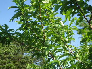 IMGP2453.JPG