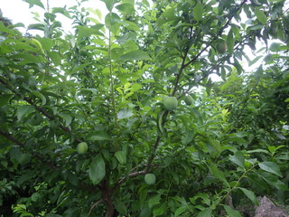IMGP2486.JPG