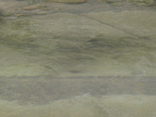 P1000315.JPG